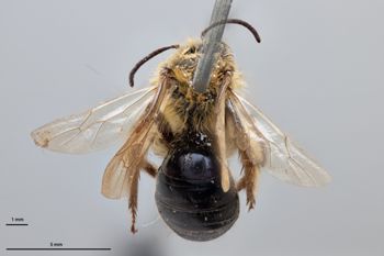 Media type: image;   Entomology 771589 Aspect: habitus dorsal view